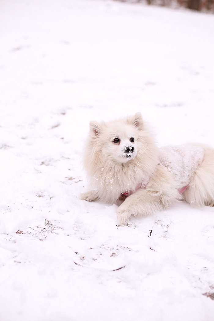 miku pomeranian eskimo in the snow 1