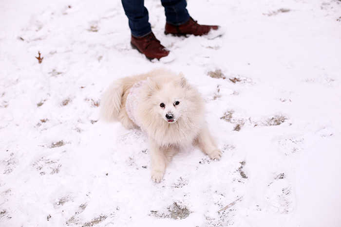 miku pomeranian eskimo in the snow 2