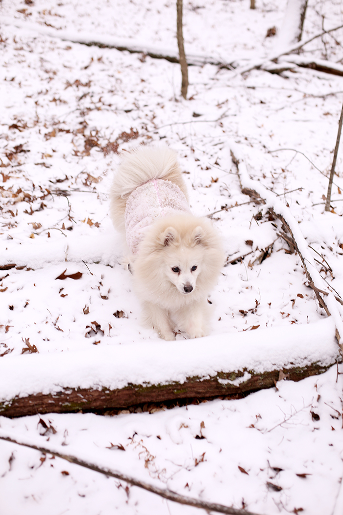 miku pomeranian eskimo in the snow 4