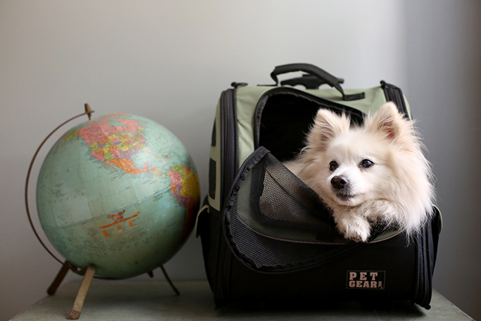 dog travel tips