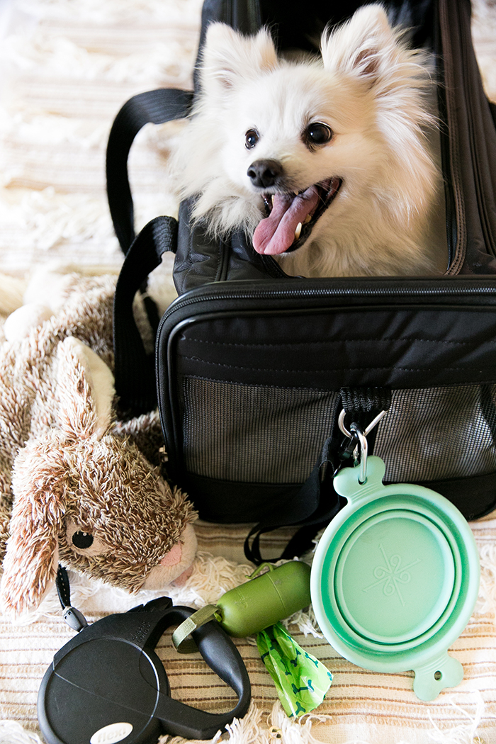 dog travel tips