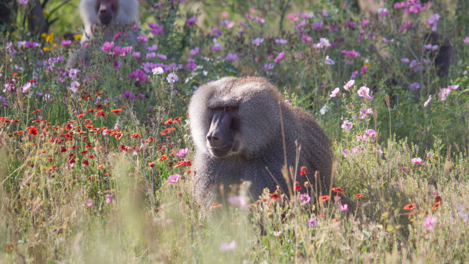 born free primate sanctuary