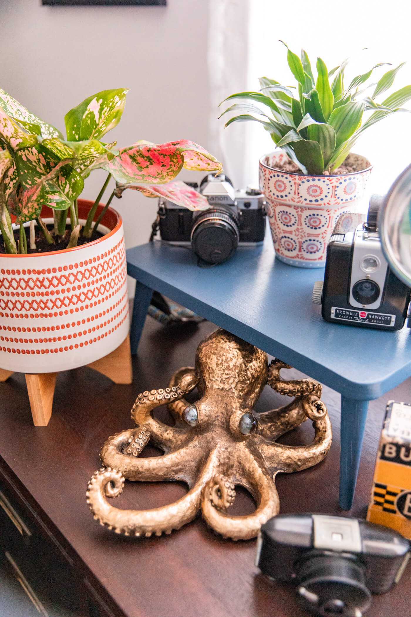 vintage cameras, indoor plants, and a gold octopus 