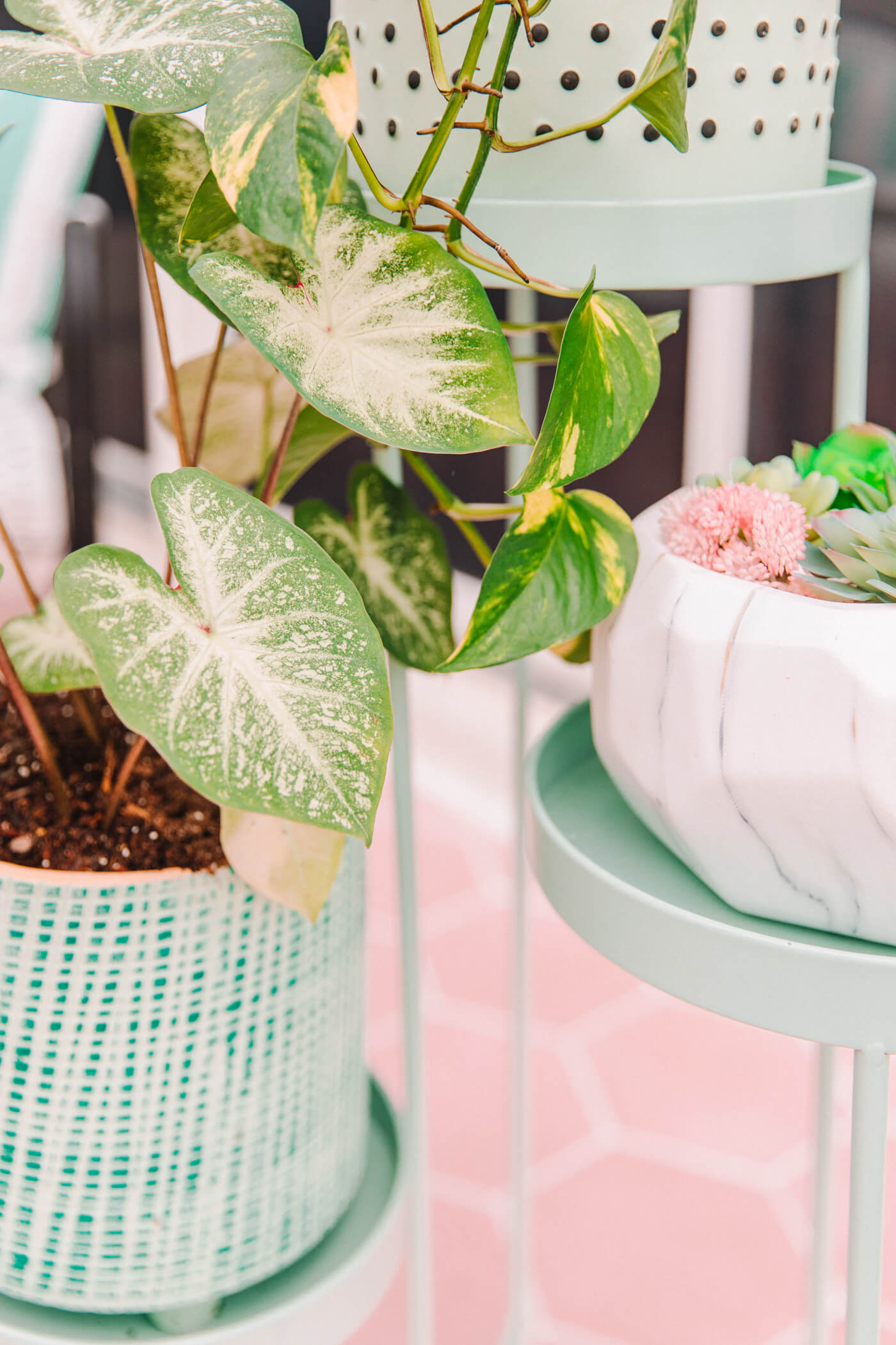 plants in the patio with pastel plant stands