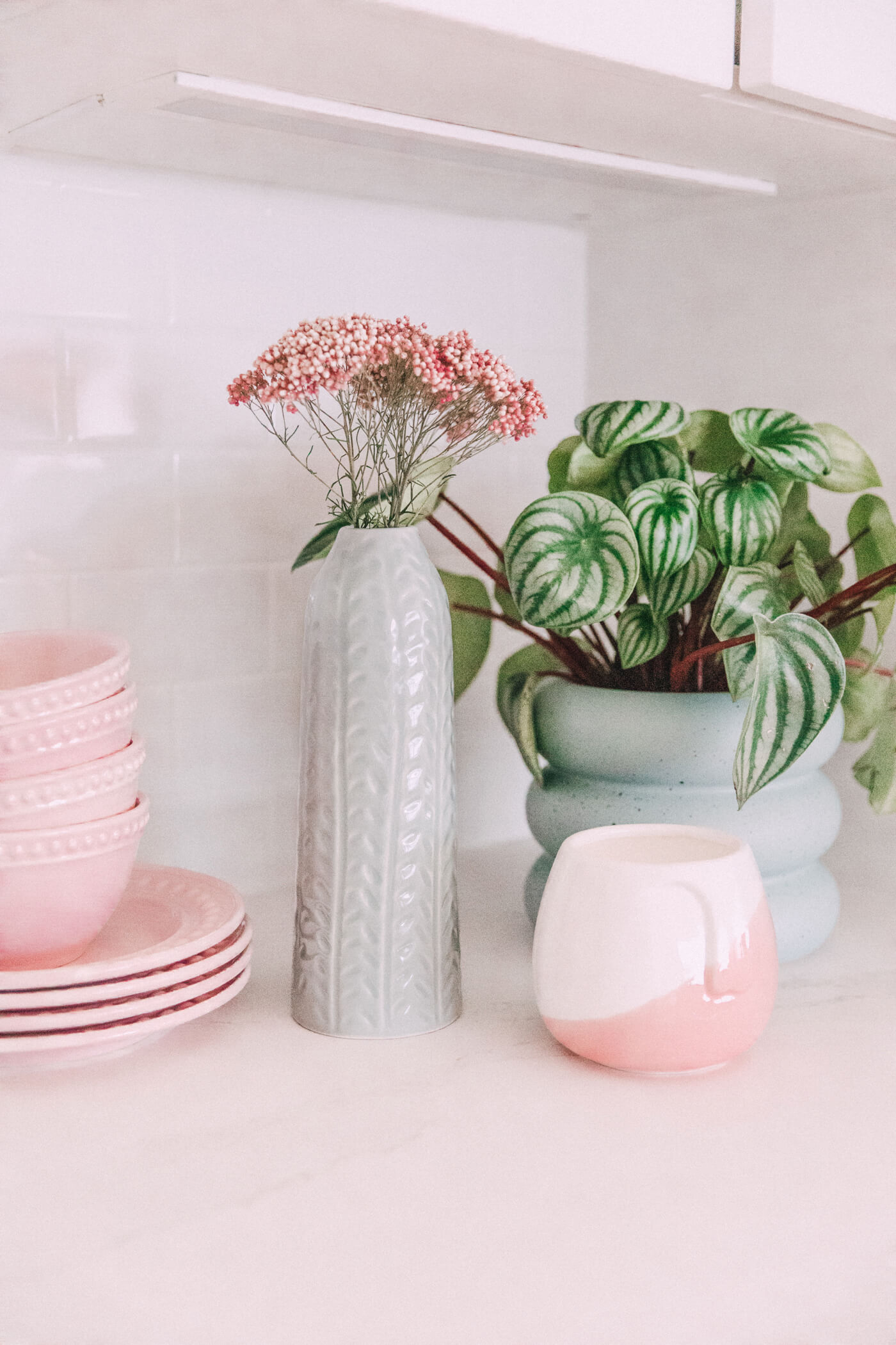 plant, plates and vases on white countertop