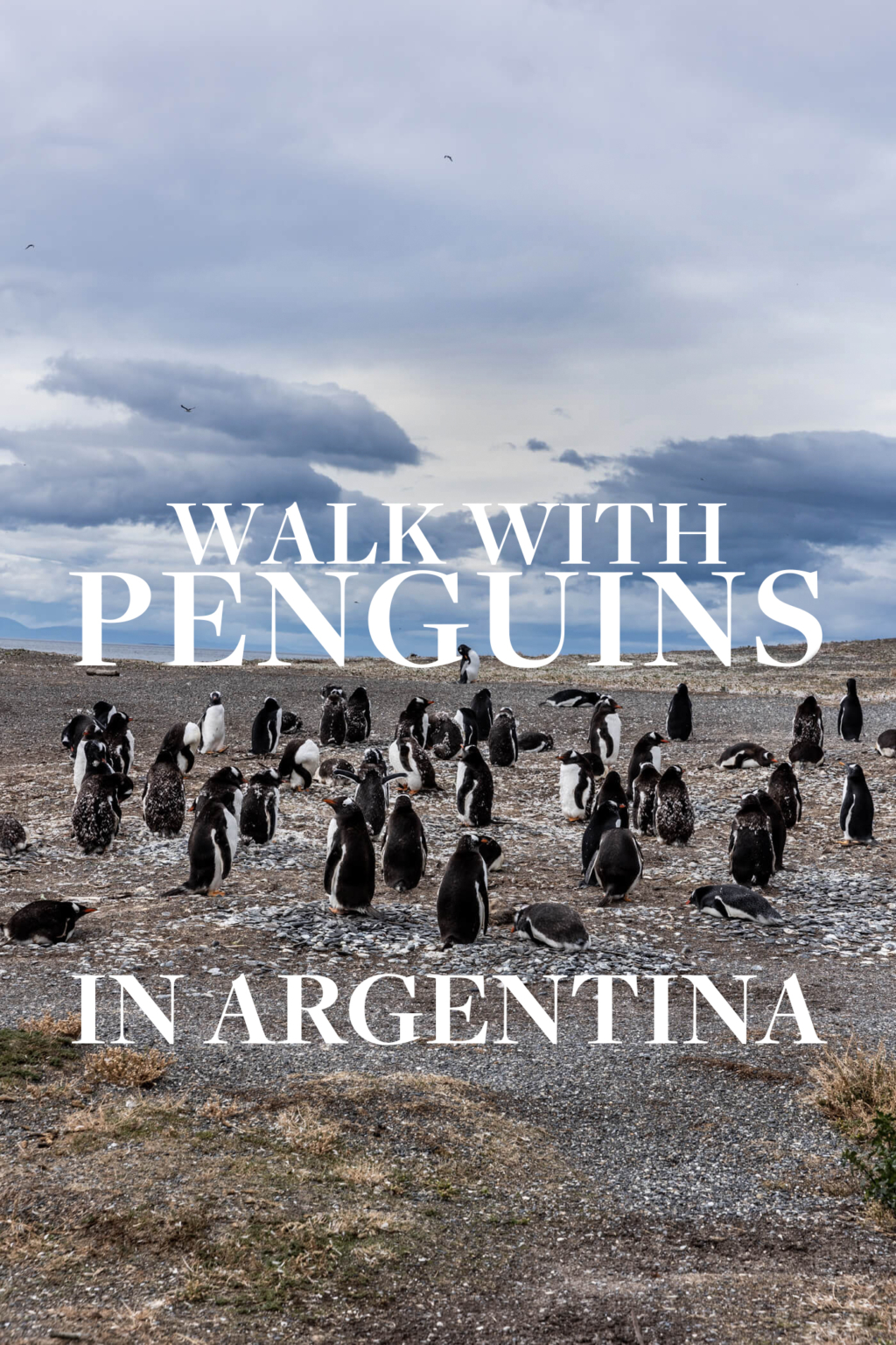 How To Walk With Penguins In Argentina 1024x1536 