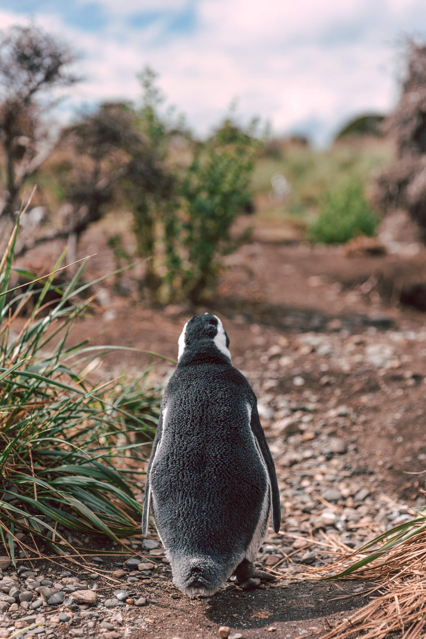 walk with magellanic penguins in argentina