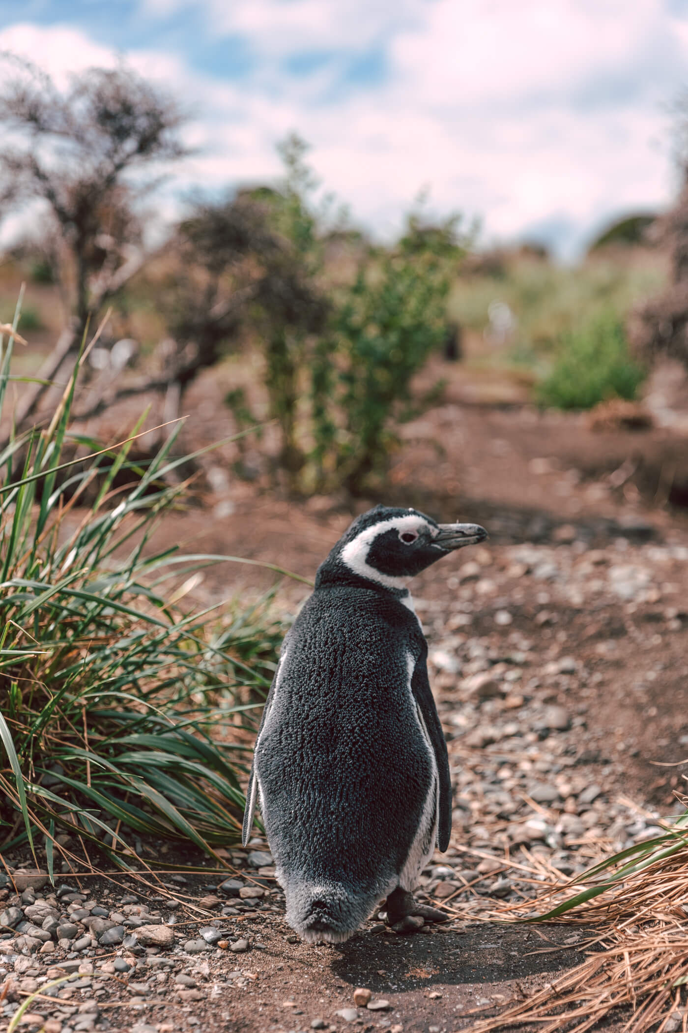 walk with magellanic penguins in argentina