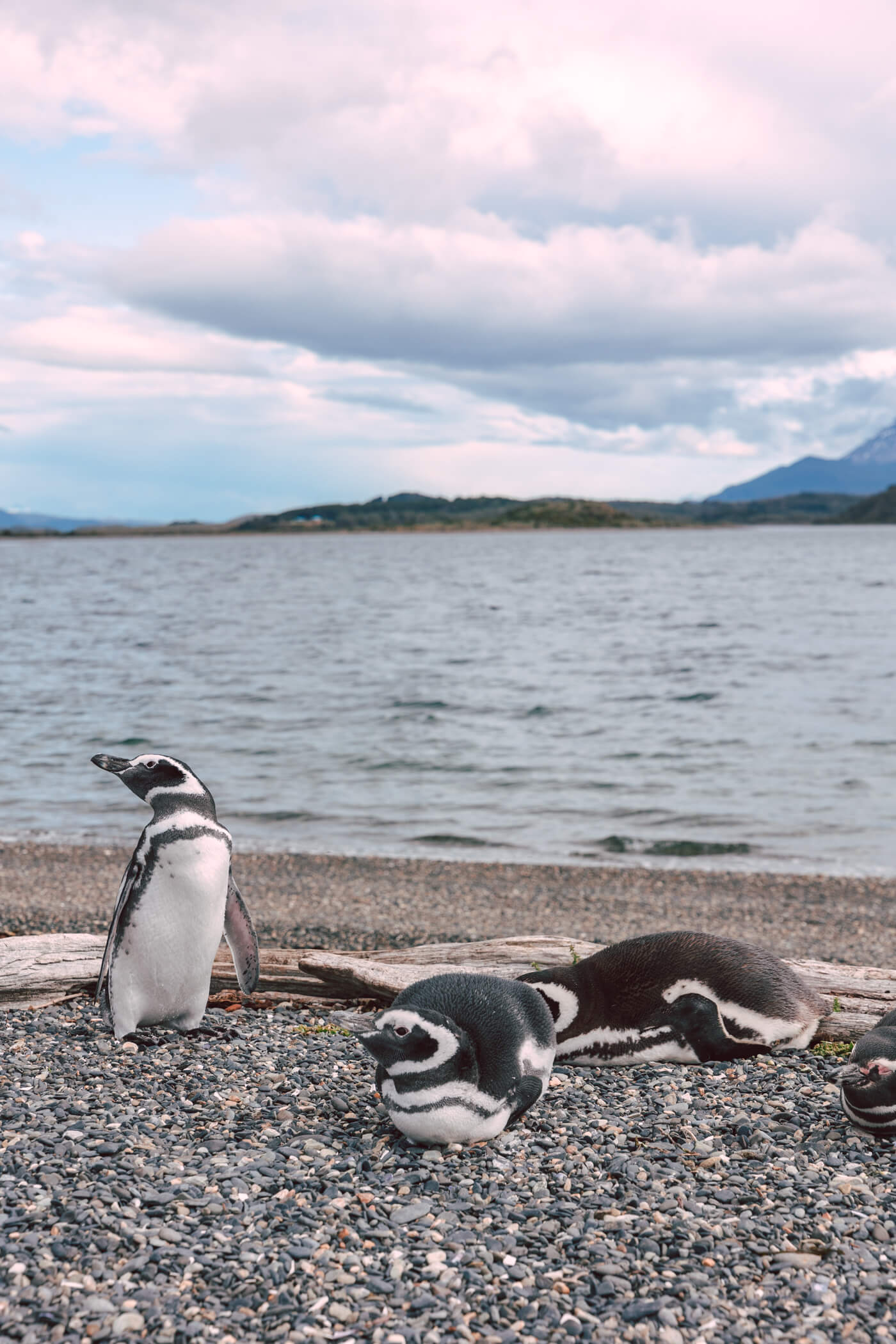 walk with Magellanic penguins in Argentina