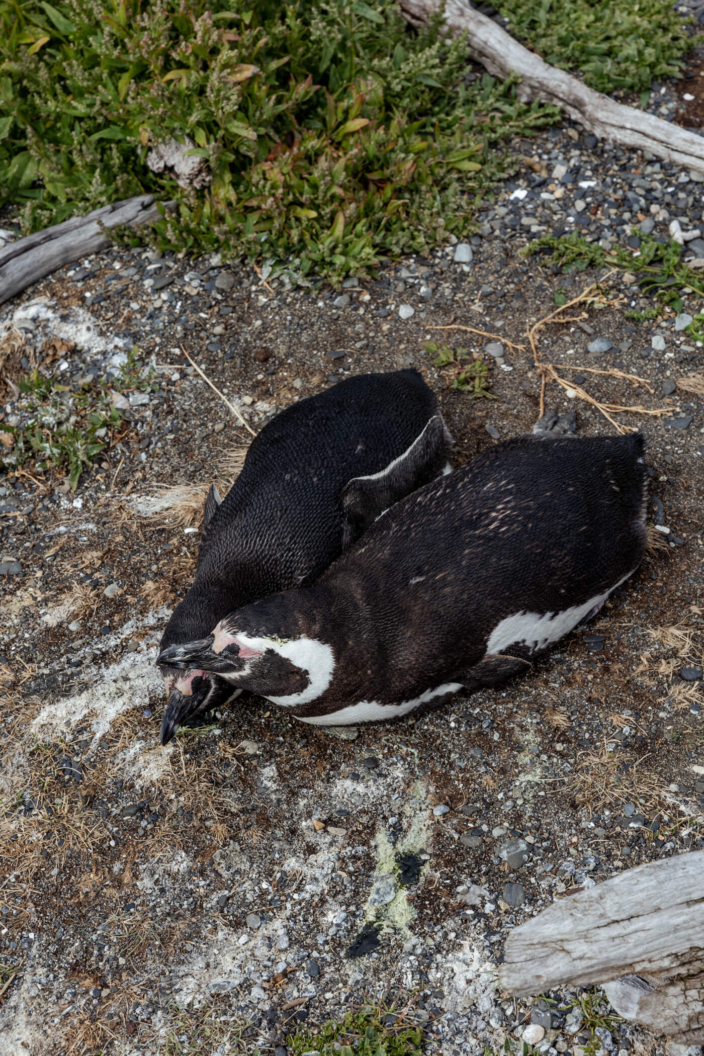 magellanic penguin couple in argentina