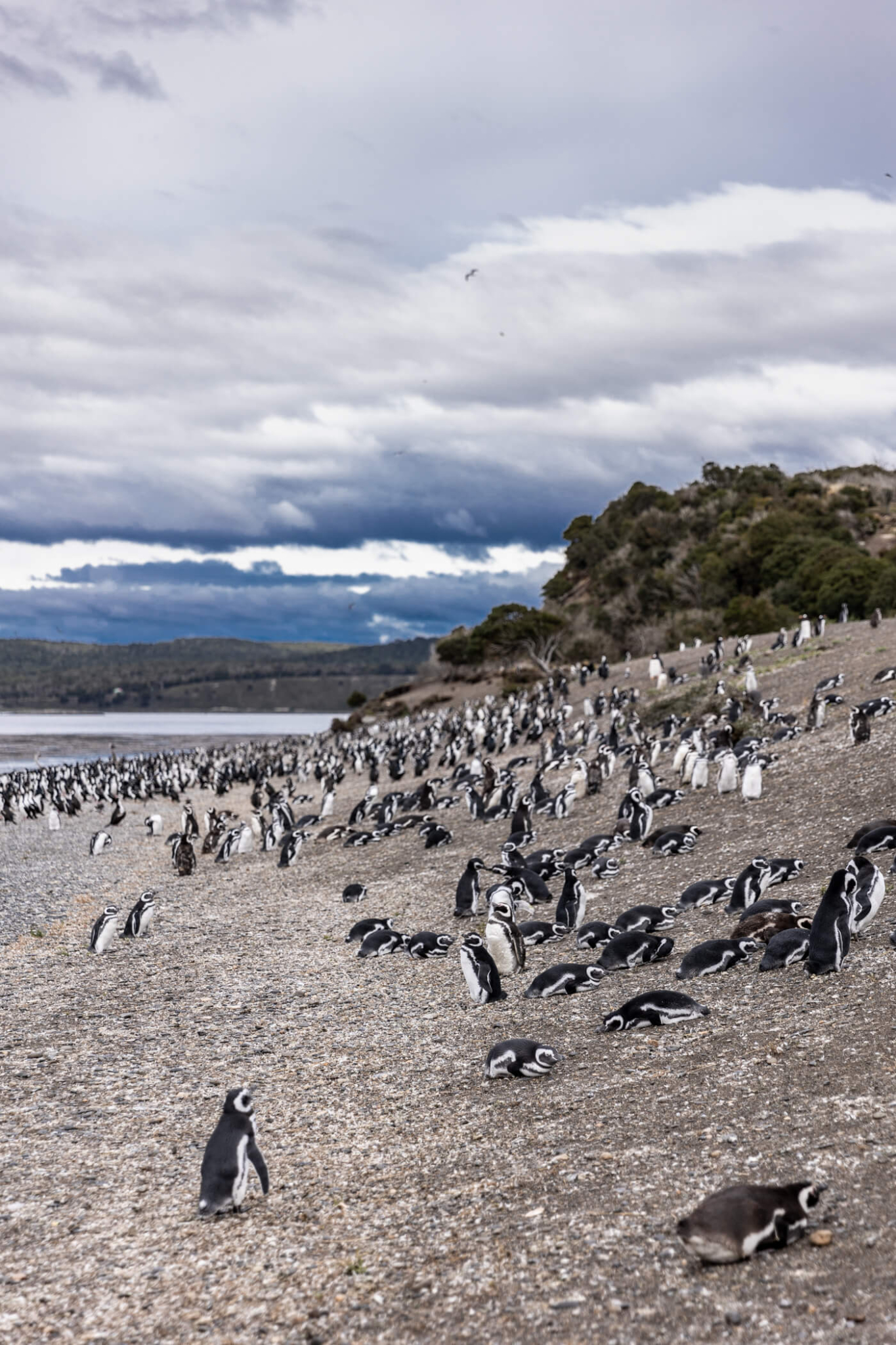 Walk with Penguins in Argentina | Keiko Lynn