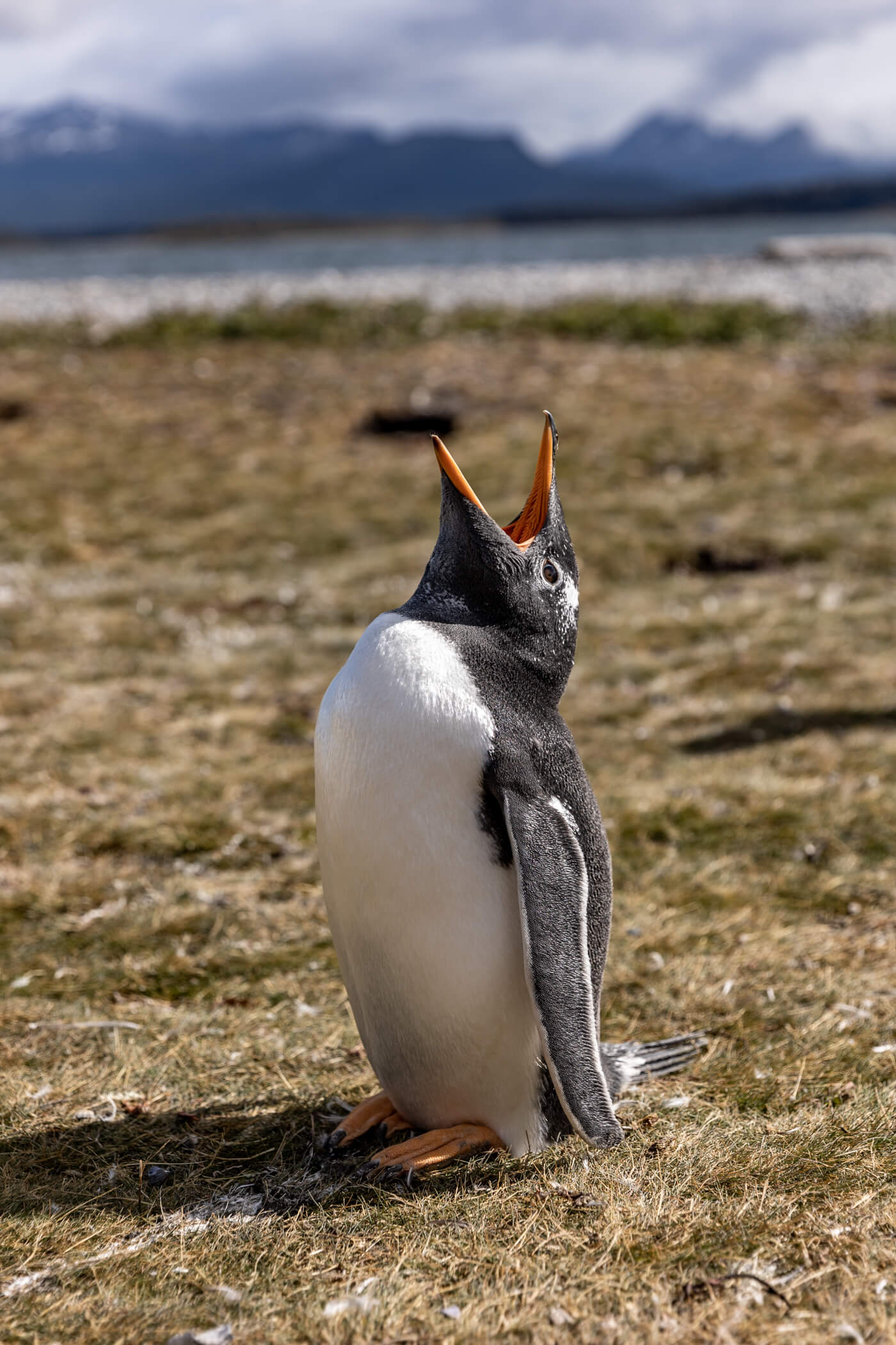 argentina penguin, gentoo penguin squawking at the skyI